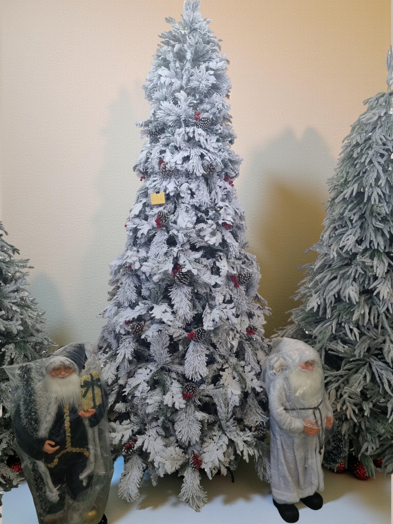 ნაძვის ხე შერეული წიწვებით