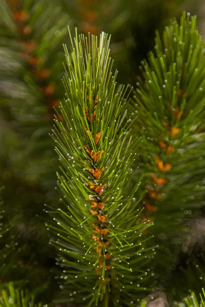 realisturi nadzvis xe